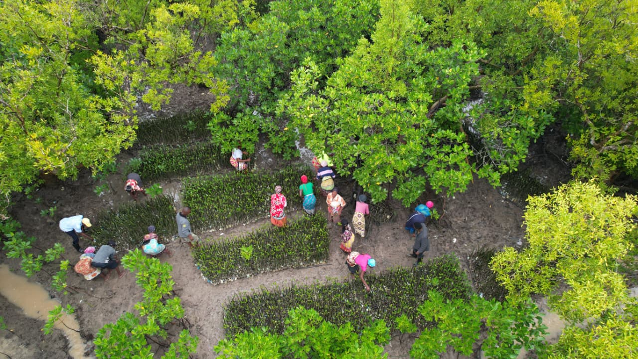 Mangrove Restoration
